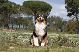 BERGER AUSTRALIEN 111